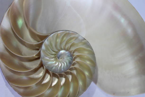 istock nautilus shell symmetry Fibonacci half cross section spiral golden ratio structure growth close up back lit mother of pearl close up ( pompilius nautilus ) 674292688