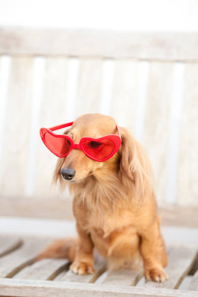 istock Miniature Dachshund to sit on the bench, wearing sunglasses 674292710