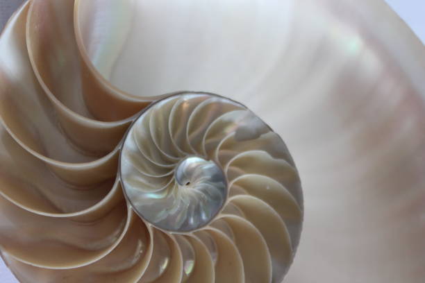 istock nautilus shell symmetry Fibonacci half cross section spiral golden ratio structure growth close up back lit mother of pearl close up ( pompilius nautilus ) 674292776