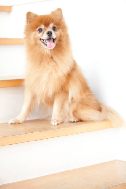 istock Pomeranian to sit on the stairs 674293054