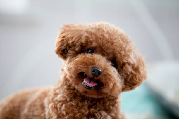 On a bed of iniquity to poodle On a bed of iniquity to poodle poodle stock pictures, royalty-free photos & images