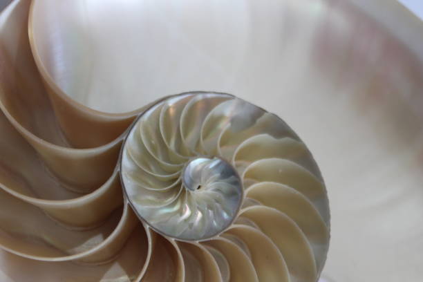 istock nautilus shell symmetry Fibonacci half cross section spiral golden ratio structure growth close up back lit mother of pearl close up ( pompilius nautilus ) 674297650
