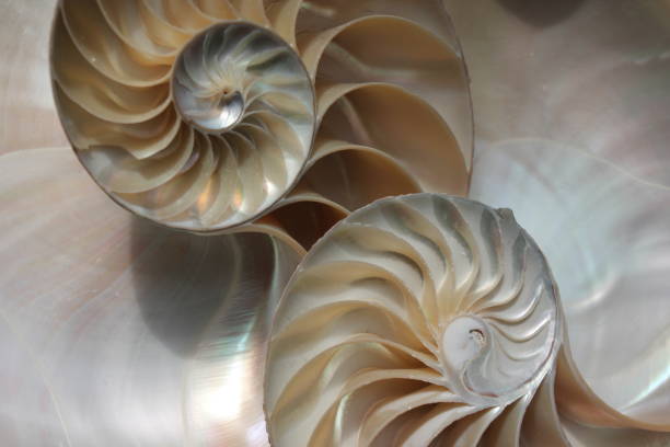 nautilus shell symmetry Fibonacci half cross section spiral golden ratio structure growth close up back lit mother of pearl close up ( pompilius nautilus ) stock photo