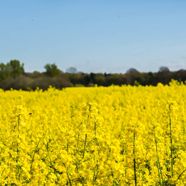 istock Blooming Field of Yellow Rapeseed 674299026