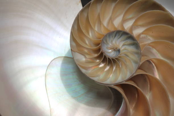 istock nautilus shell symmetry Fibonacci half cross section spiral golden ratio structure growth close up back lit mother of pearl close up ( pompilius nautilus ) 674299932