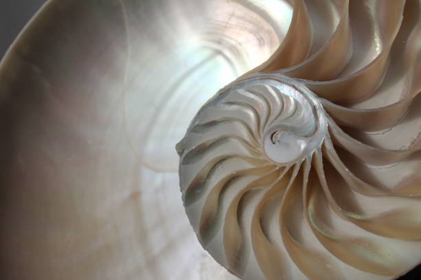 istock nautilus shell symmetry Fibonacci half cross section spiral golden ratio structure growth close up back lit mother of pearl close up ( pompilius nautilus ) 674302410