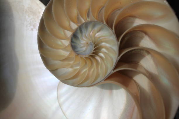 istock nautilus shell symmetry Fibonacci half cross section spiral golden ratio structure growth close up back lit mother of pearl close up ( pompilius nautilus ) 674302440