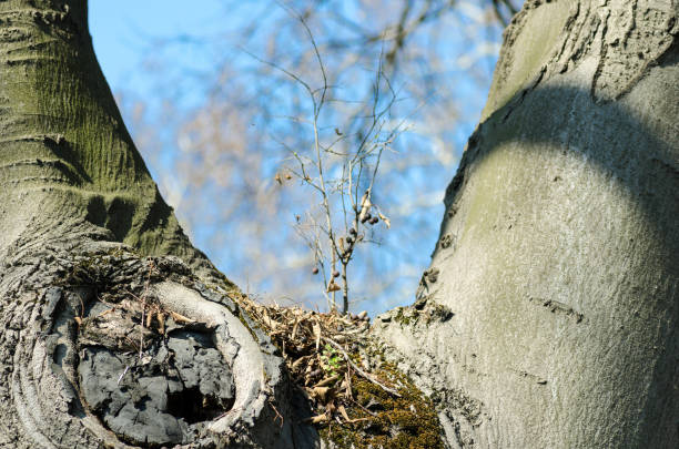 istock New life. Small branch growing from large old tree. 674302596