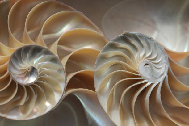 istock nautilus shell symmetry Fibonacci half cross section spiral golden ratio structure growth close up back lit mother of pearl close up ( pompilius nautilus ) 674308704