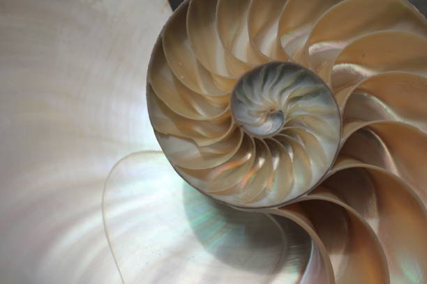 istock nautilus shell symmetry Fibonacci half cross section spiral golden ratio structure growth close up back lit mother of pearl close up ( pompilius nautilus ) 674308806