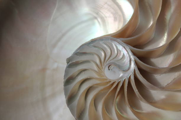 istock nautilus shell symmetry Fibonacci half cross section spiral golden ratio structure growth close up back lit mother of pearl close up ( pompilius nautilus ) 674308932
