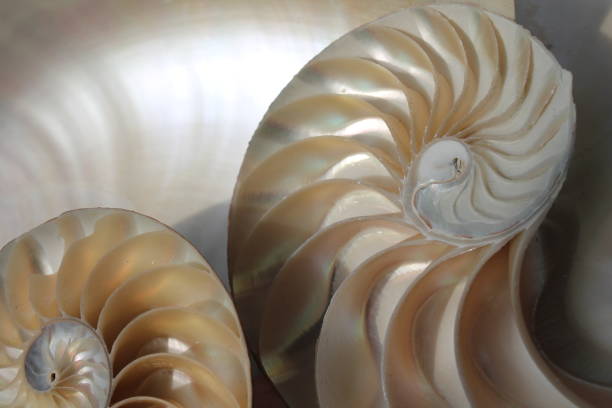 istock nautilus shell symmetry Fibonacci half cross section spiral golden ratio structure growth close up back lit mother of pearl close up ( pompilius nautilus ) 674309384