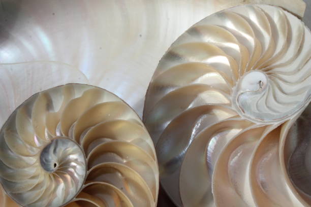 istock nautilus shell symmetry Fibonacci half cross section spiral golden ratio structure growth close up back lit mother of pearl close up ( pompilius nautilus ) 674309442