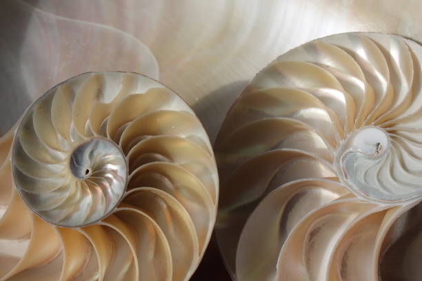 istock nautilus shell symmetry Fibonacci half cross section spiral golden ratio structure growth close up back lit mother of pearl close up ( pompilius nautilus ) 674309526