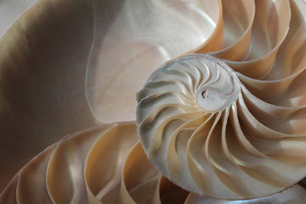 istock nautilus shell symmetry Fibonacci half cross section spiral golden ratio structure growth close up back lit mother of pearl close up ( pompilius nautilus ) 674312126