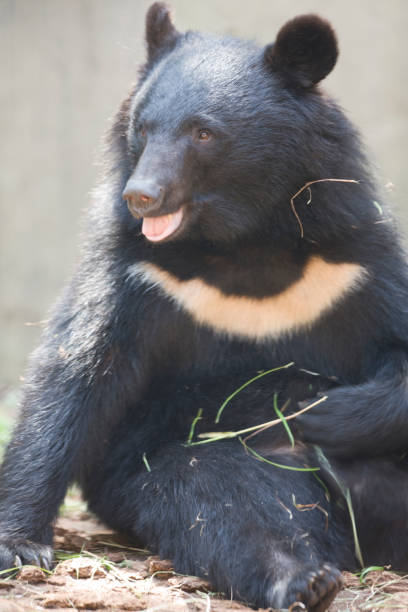 istock Asiatic black bear 674312826