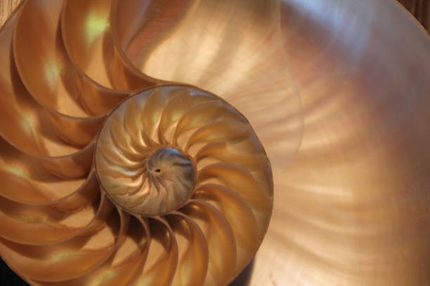 istock nautilus shell symmetry Fibonacci half cross section spiral golden ratio structure growth close up back lit mother of pearl close up ( pompilius nautilus ) 674330740