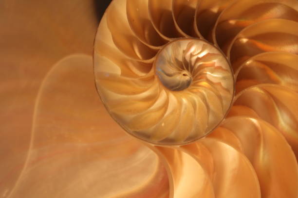 istock nautilus shell symmetry Fibonacci half cross section spiral golden ratio structure growth close up back lit mother of pearl close up ( pompilius nautilus ) 674330962