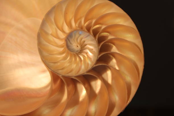 istock nautilus shell symmetry Fibonacci half cross section spiral golden ratio structure growth close up back lit mother of pearl close up ( pompilius nautilus ) 674331712