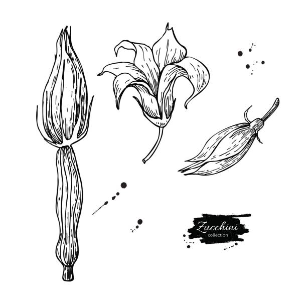 illustrazioni stock, clip art, cartoni animati e icone di tendenza di set di illustrazioni vettoriali disegnate a mano con fiori di zucchine. oggetto in stile inciso vegetale isolato - squash blossom