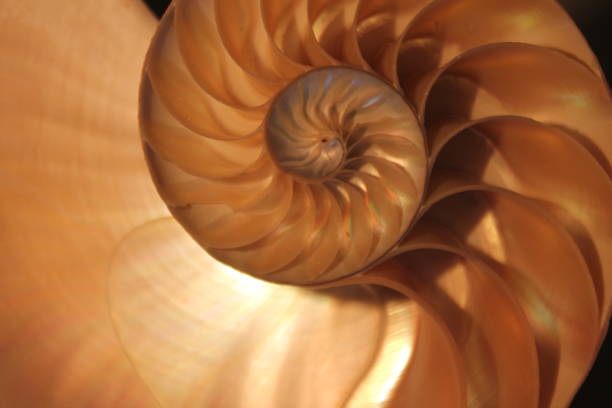 istock nautilus shell symmetry Fibonacci half cross section spiral golden ratio structure growth close up back lit mother of pearl close up ( pompilius nautilus ) 674331758