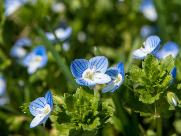 istock Beautiful blue forget-me-not flowers on a meadow 674334382