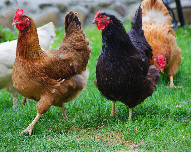 istock Home poultry chickens grazing and walking outdoors 674335468