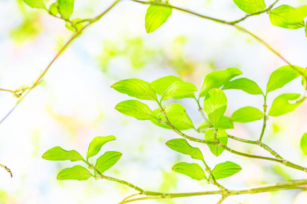 Fresh green Verdure 木漏れ日 stock pictures, royalty-free photos & images