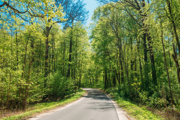 Asphalt Country Road Through Spring Trees Woods Forest In Sunny Day. Sunlight In Deciduous Forest, Summer Nature, Sunny Day. Summer Forest Landscape In Belarus Or European Part Of Russia