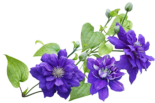 Purple clematis Flower isolated on white background