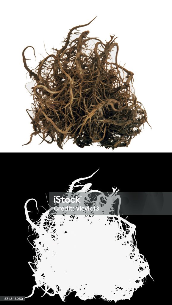 Bush Root Images Dry Bush Root Stock Photo - Download Image Now - Brown, Bush, Dead - iStock