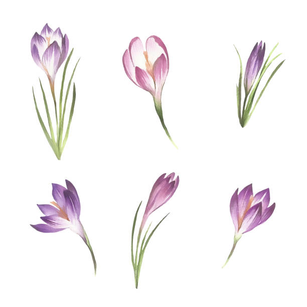 Set with flowers crocus. Hand draw watercolor illustration. Set with flowers crocus. Hand draw watercolor illustration crocus tommasinianus stock illustrations