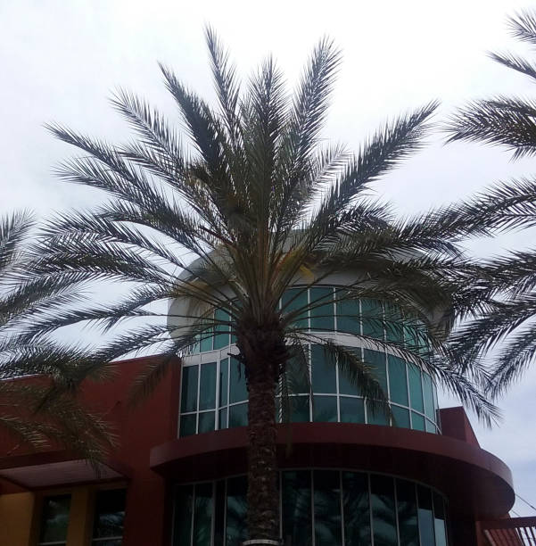 istock Palm Trees at a Shopping Plaza 674347486