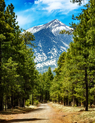 Dirt road in the woods of Flagstaff, Arizona leading to tall snow-capped Humphrey's Peak mountain