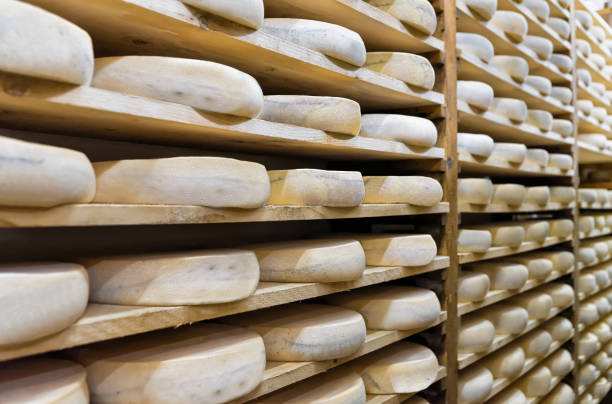 istock Pile of aging Cheese at maturing cellar in Franche Comte 674349148