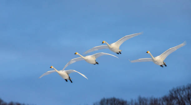 istock Group of swans in flight a blue sky background. 674349282