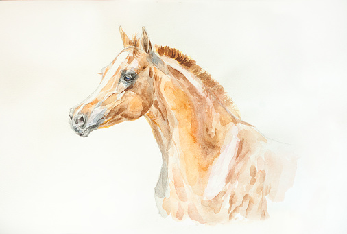 animals watercolor paintings