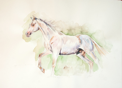 animals watercolor paintings