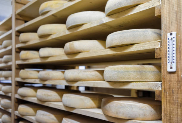 istock Shelf of aging Cheese at ripening cellar Franche Comte dairy 674349526