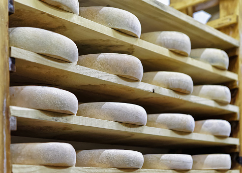 Shelves of aging Cheese on wooden shelves at ripening cellar in Franche Comte dairy in France