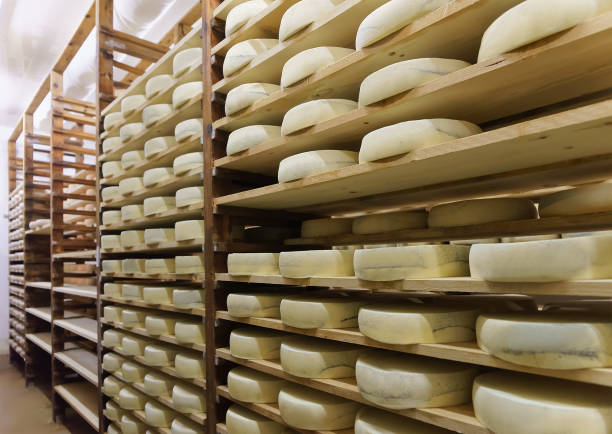 istock Shelves of aging Cheese in maturing cellar dairy Franche Comte 674349574