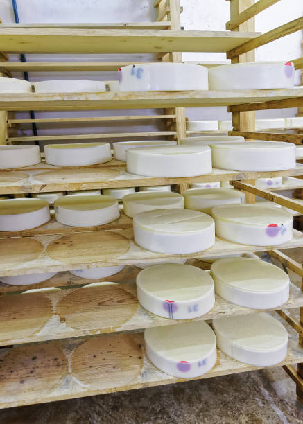 istock Wheels of young Cheese in ripening cellar Franche Comte dairy 674351900
