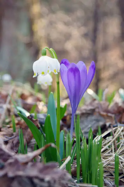 Flowers in the spring