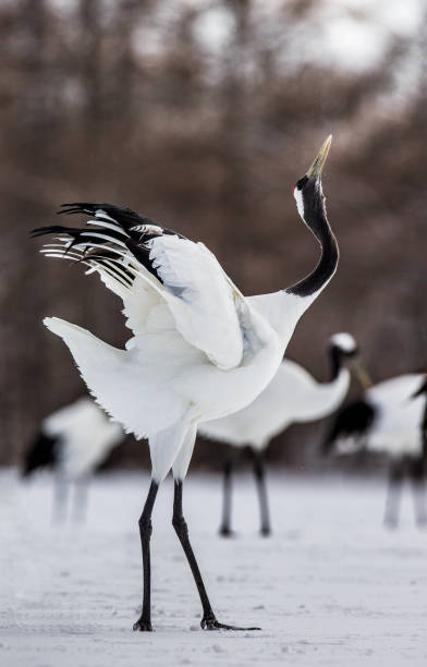 istock Japanese Crane is standing on the snow. 674352660