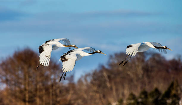 istock Group of Japanese cranes in flight. 674352996