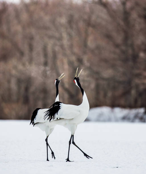 istock Two Japanese Cranes are standing on the snow. 674353018