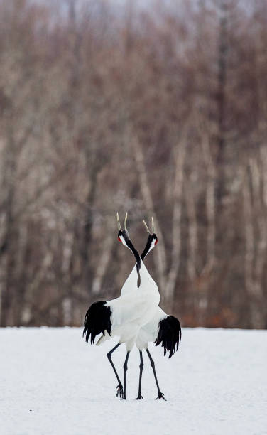 istock Two Japanese Cranes are standing on the snow. 674353086