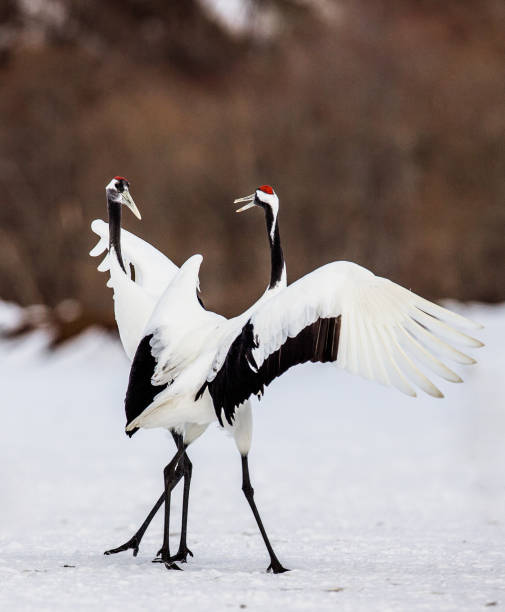 istock Two Japanese Cranes are standing on the snow. 674353088