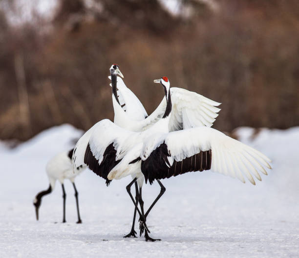 istock Two Japanese Cranes are standing on the snow. 674353098