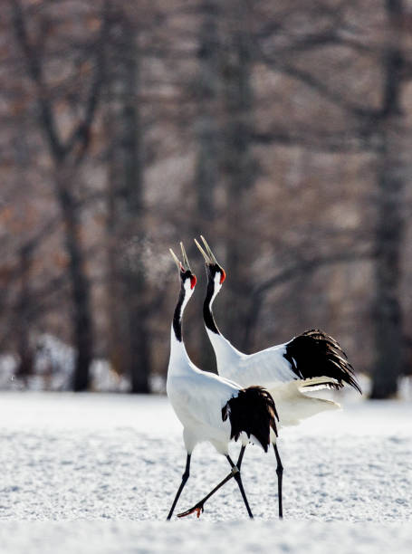 istock Two Japanese Cranes are standing on the snow. 674355176